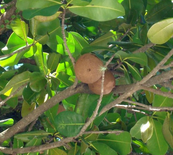 Giống[-]táo[-]Mỹ[-]có[-]hình[-]dáng[-]khá[-]giống[-]quả[-]hồng[-]xiêm[-]đang[-]được[-]ưa[-]chuộng